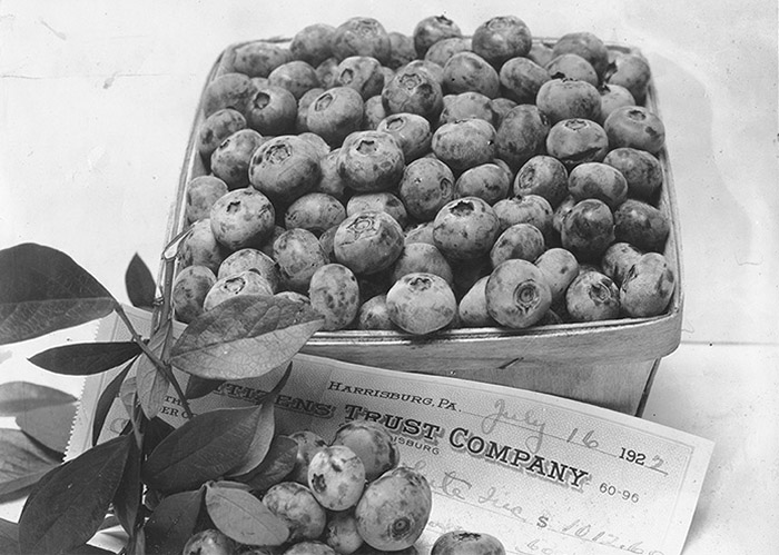 Blueberries in Basket, black and white